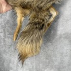 1940s Fox Fur Handwarmer With Bakelite Handle Lined Legs And Tail Antique Warm