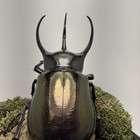 Large Clalcosoma Atlas Rhino Beetle Display Real Insect Taxidermy Entomology