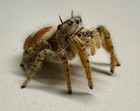 Live Pet Jumping Spider - I5-i8 Phidippus Arizonensis