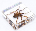 38mm Real Wolf Spider In Clear Lucite Resin Preserved Arachnoids Specimen Block