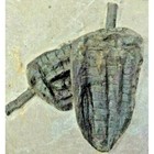 Extinction- Cupressocrinus Crinoid Fossil  - Top Quality 