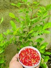 70 Ery thro xylu m Co ca Seeds Ceylon Tropical Seeds Ayurvedic Free Shipping
