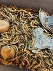 Live Superworms - Free Shipping  Bulk  Grown Organic 250 Count Available