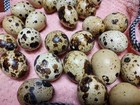 12 Empty Blown Real Quail Eggs Easter Craft  One Hole