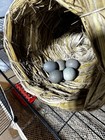 12 Freshly Laid Button Quail Hatching Eggs - Various Colors And Patterns 