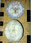 Pliocene Florida Fossil Echinoid   sea Biscuit   From Bone Valley  Desoto County