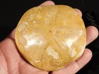 Big  Polished 150 Million Year Old  Sand Dollar Fossil Madagascar 205gr