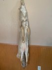  Professionally Tanned  Western Heavy Coyote Pelt With Feet Xxl