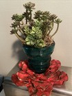 Old Hemingray 42 Usa Glass Insulator  Succulents   Moss  Mounted On Red Lotus