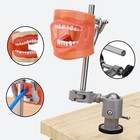 Dental Typodont Mounting Pole   32 Removable Teeth Model Set - 360   Rotating Usa