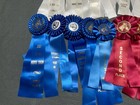 Colorful Lot Of 36 Horse Show Ribbons Equestrian Crafts Florida Fl Blue Red Pink