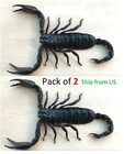 2 Real Scorpion Insect Taxidermy Dead Oddities Wholesale Insects Art Decor