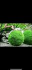 10 X 1 5 Inch Marimo Moss Ball  cladophora Live Aquarium Plant  Fish Tank Plant