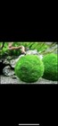 8 X 1 5 Inch Marimo Moss Ball  cladophora Live Aquarium Plant  Fish Tank Plant