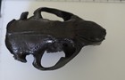 Prehistoric Beaver Castor Canadenis Fossil Skull