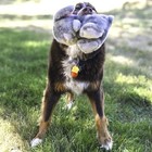 Kong Toughz Medium Assorted Dog Toy Plush Double Squeaker For Play And Cuddle