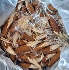     gallon Milkweed Seeds Floss Fluff Wind Thermal Indicator Hunting Monarchs 2025