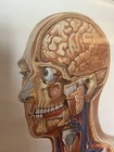 47  Anatomical Head   Torso Poster Deutsches Hygiene Museum Dresden Germany 2008