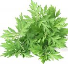 500 mugwort Seeds artemisia Vulgaris medicinal Culinary Perennial Herb Usa