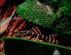     l397 Alenquer Tiger Pleco size3-4cm     high Quality Live Fish    gorgeous Red    