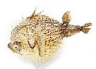 Real Giant Dried Porcupine Fish  15   Taxidermy Decorative Unique W  String