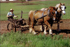 1985 Vintage Print Lancaster Pennsylvania Amish Country Man Horse Plow Farm Sun