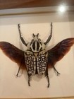 Chuck Kondor Shadow Box Beetle Display Specimen Africa