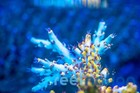Reef Raft Usa Pink Floyd Reefnation  Coral Frag Sps Zoa Lps Paly Polyps