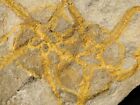 Two  440 Million Year Old 100  Natural Starfish Fossils  Morocco 1272gr