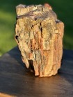 Beautiful 27 2 Pound Piece Of Rainbow Petrified Wood - New Mexico