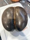Coco De Mer Coconut  Seychelles Coconut