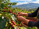 100  Panama Geisha Coffee Beans Medium Roast 6 Bags 3 31 Lb-  Fast Shipping