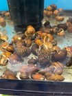 3 Zebra   Tiger Nerite Live Snails Pack Aquarium Moss Java Shrimp Snail