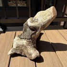 Natural Driftwood 14x10 For Terrariums  Aquascaping  Diy Or Reptile Decor