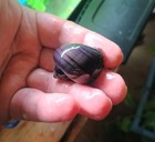 2  premium  Purple Mystery Snails - Live Arrival Guaranteed 
