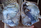 Botryoidal Fossil Coral  2 Pc Geode Ga Agate Amber Jewel Display Specimen Wc127