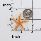 Silicone Starfish Mold Polymer Clay Resin Soap Embed Food Safe Fondant Mold  886