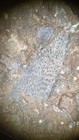 Devonian Ageleodus Fossil Shark Tooth Red Hill Matrix With Placoderm 