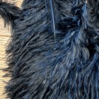 15 Pcs Soft Black Ostrich Feathers 12 -14  Flumes  Crafts  Centerpieces  Bridal