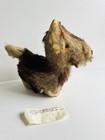 Antique Plush Straw  Steiff   Scotty Dog Leather Body Mohair  9    X 11 2 W note