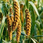 Fresh Foxtail Millet Seeds   Sabut Kakum   Kang   Heirloom Non-gmo   Grain Seeds