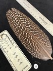 Great Argus Pheasant Tail  Rump Covelet Feather  58