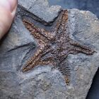 Very Detailed 351gr Starfish Asteroidea Sp  Fossil Morocco Ordovician