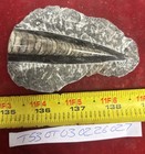 Orthoceras Fossil Specimen In Matrix