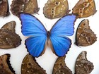 Morpho Didius Butterfly Taxidermy  Giant Blue Papered Specimen  Set Of 10