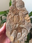 7 25  Rare Double Brittle Star Fossil Plate - Large 1lb 4oz Specimen - Morocco