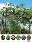 Metal Garden Arch  Assemble Freely Multiple Sizes Pergola Arbor  Climbing Plant