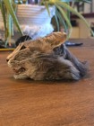 Real Taxidermy Mummified Cat Head Preserved Ooak Oddity Curio 
