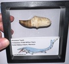 Framed Large Mosasaur Fossil Tooth Lot Dinosaur Era Marine Reptile One Per Order
