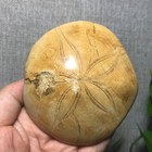 226g  Polished Starfish Crystal Specimen Madagascar 01